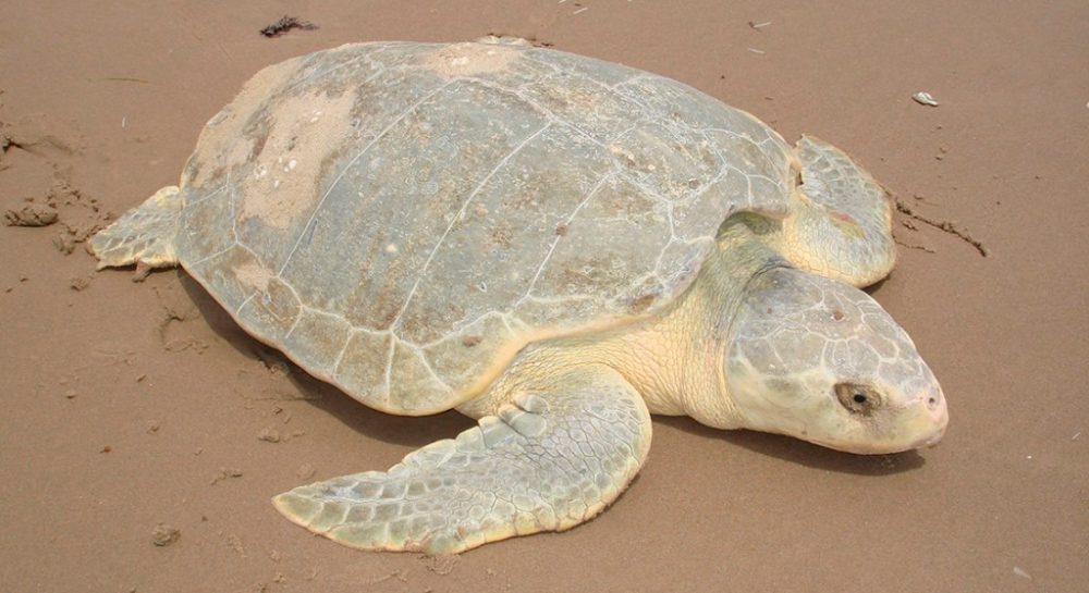 Afectaciones a la anidación de la tortuga lora