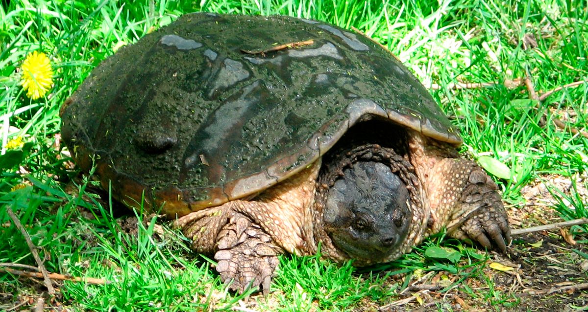 Biología de la tortuga mordedora