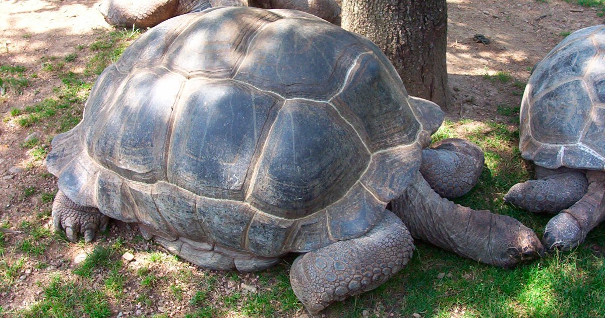Comportamiento de la tortuga gigante de Aldabra