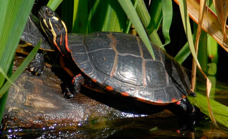 Cuidado y alimentación de la tortuga pintada