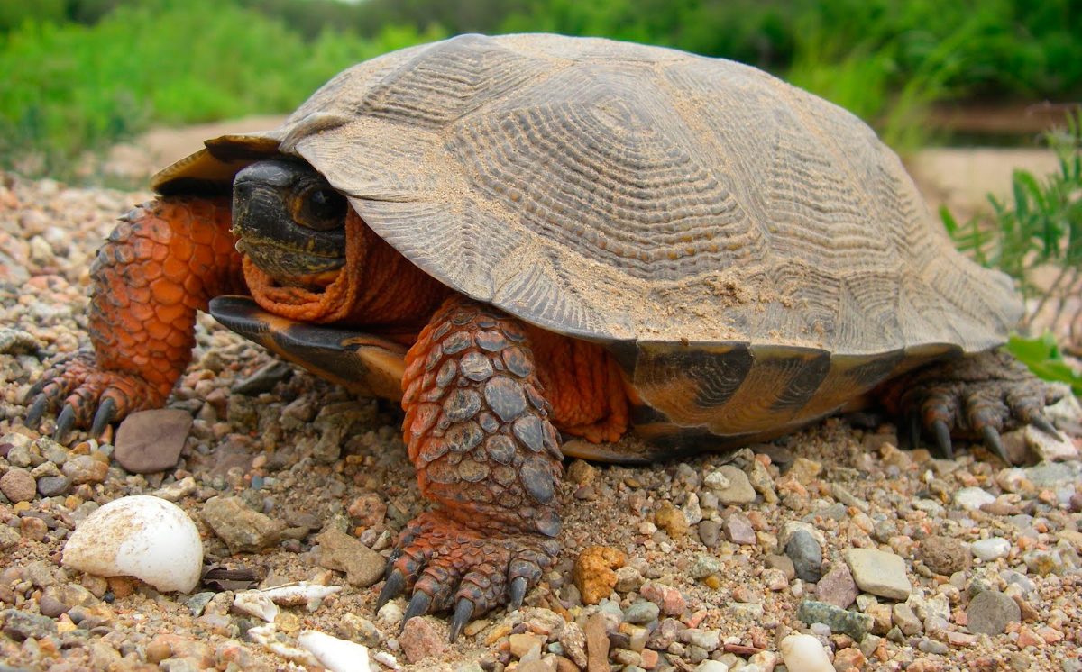 Curiosidades del caparazón de las tortugas