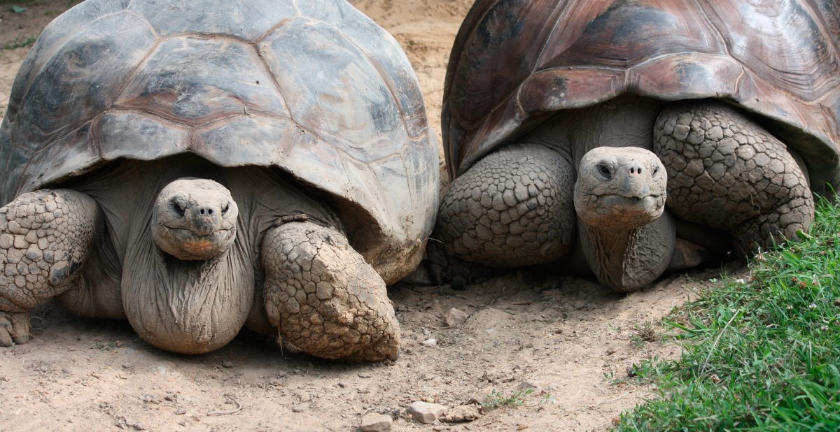 Curiosidades sobre las tortugas gigantes de las Galápagos