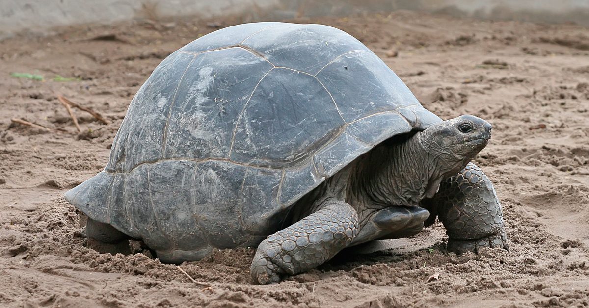 Depredadores de la tortuga gigante de Aldabra