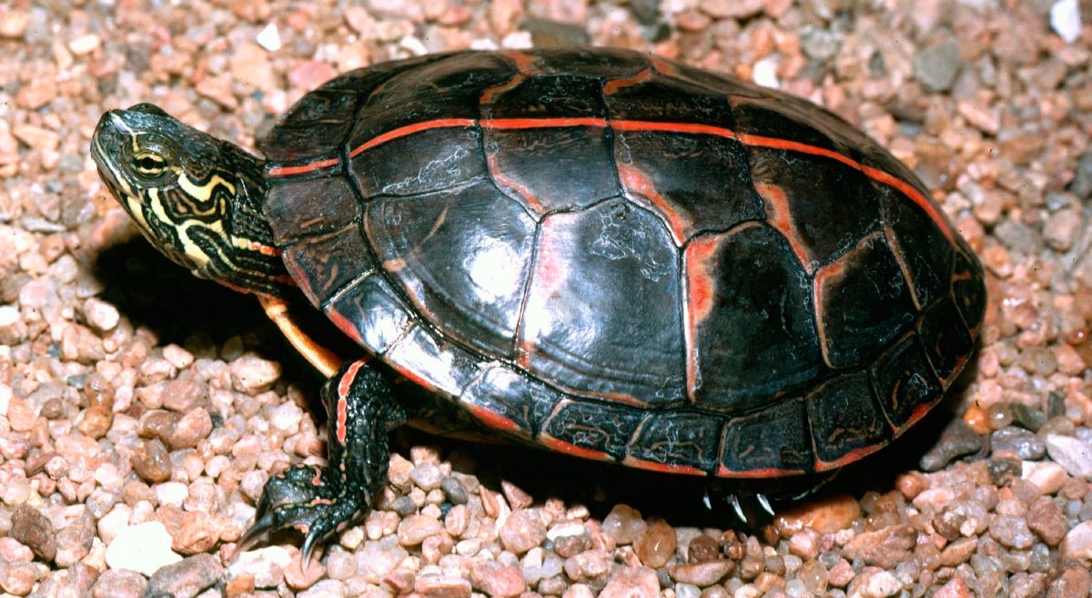 Descripción de la tortuga pintada