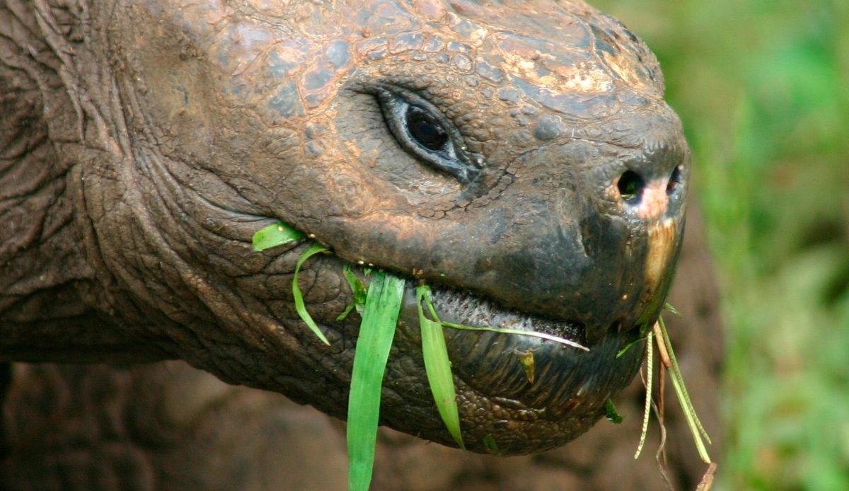 Escamas de la tortuga gigante de las Galápagos