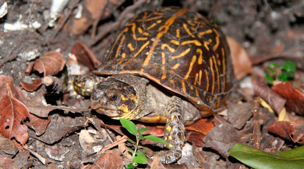 Esperanza de vida de la tortuga de Florida
