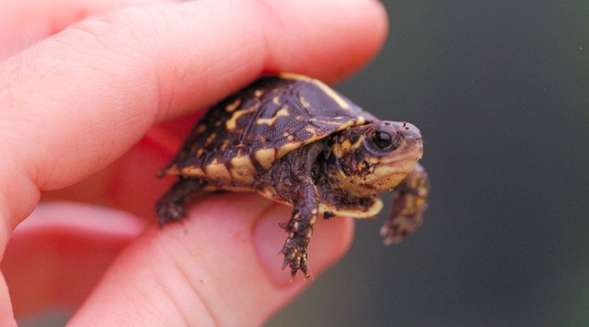 Fotos de tortugas de caja de Florida