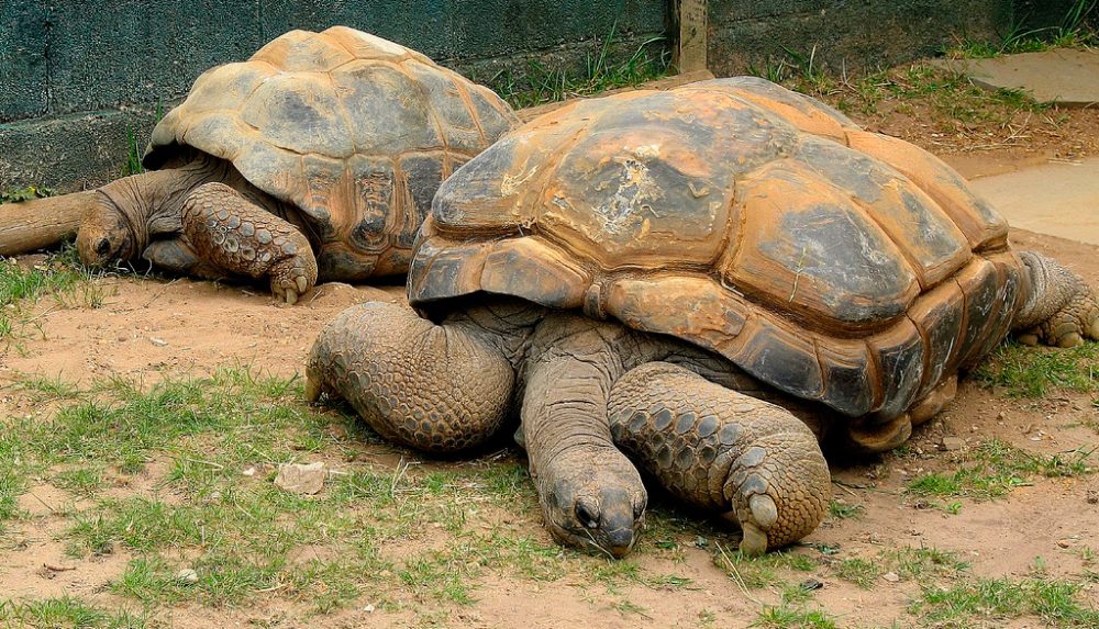 Fotos de tortugas gigantes de Aldabra