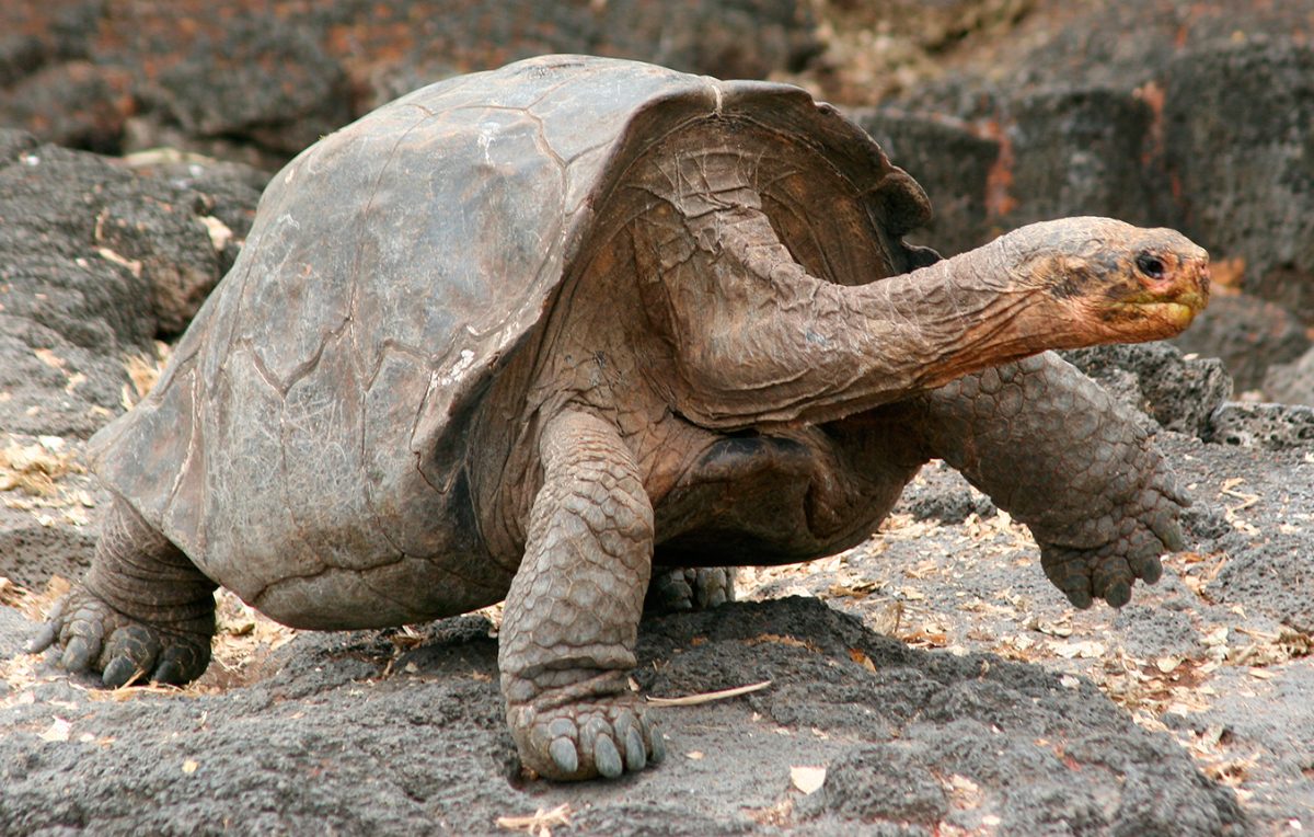 Fotos de tortugas gigantes de las Galápagos