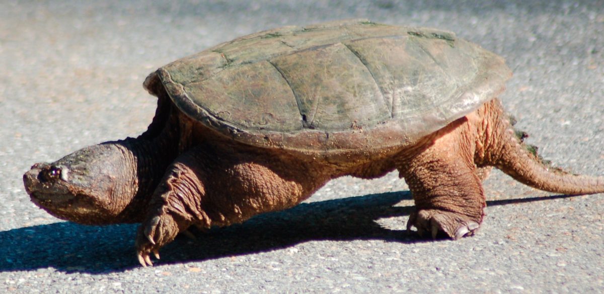 Fotos de tortugas mordedoras
