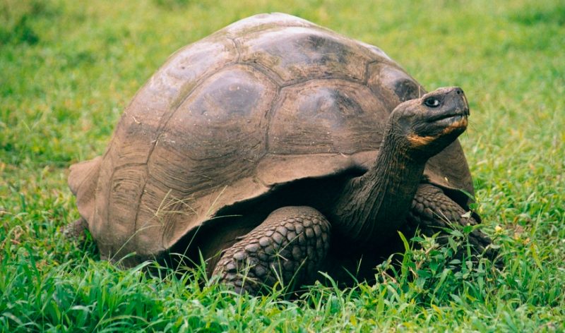Garras y mandíbulas de la tortuga gigante de las Galápagos