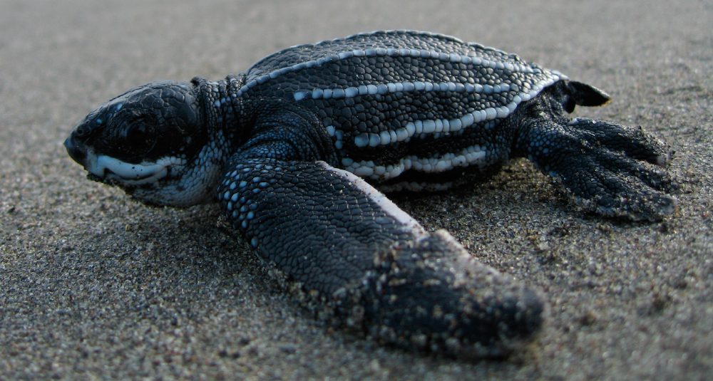 Hechos y curiosidades sobre la tortuga baula
