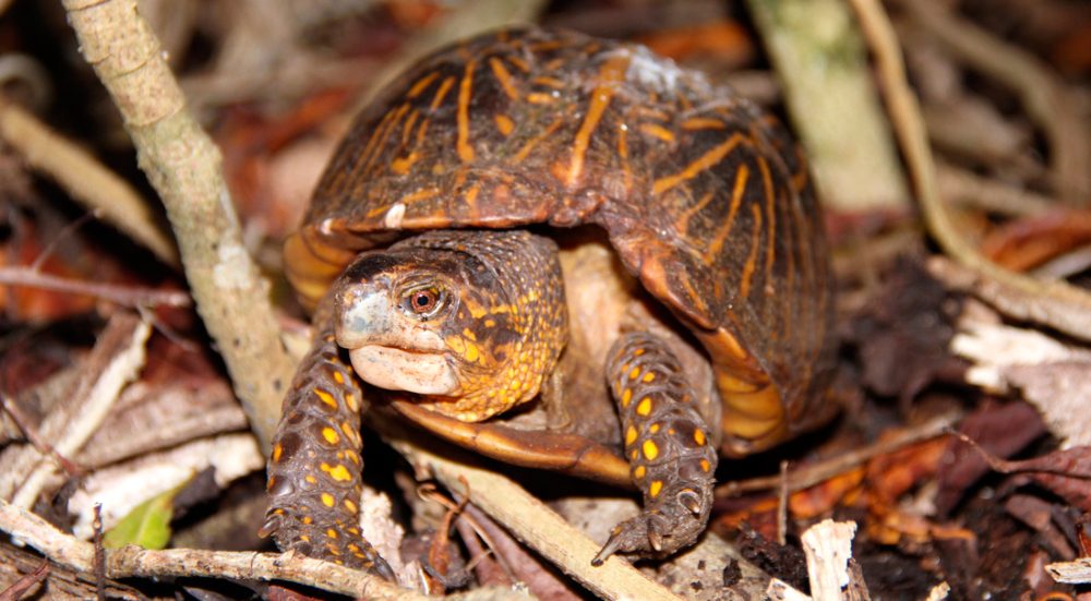 Imágenes de la tortuga de Florida
