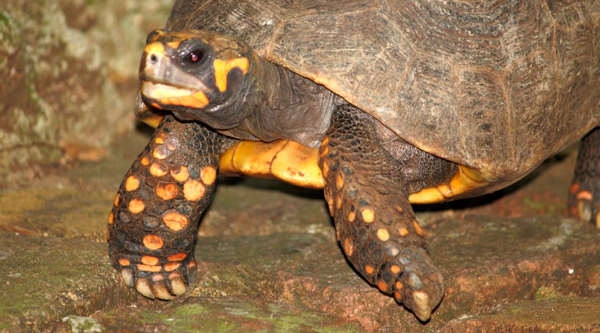 Longitud de la tortuga carbonaria