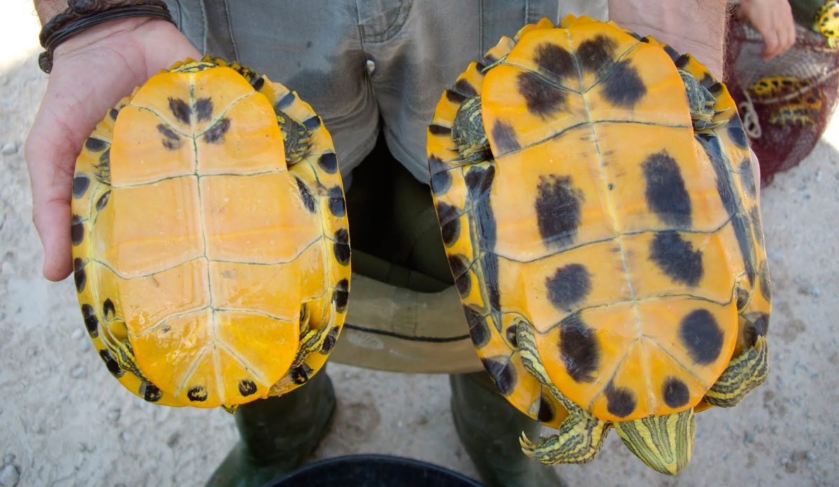Plástron de las tortugas :: Imágenes y fotos