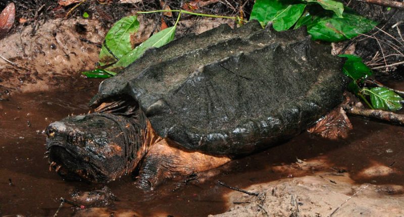 Reproducción de la tortuga caimán