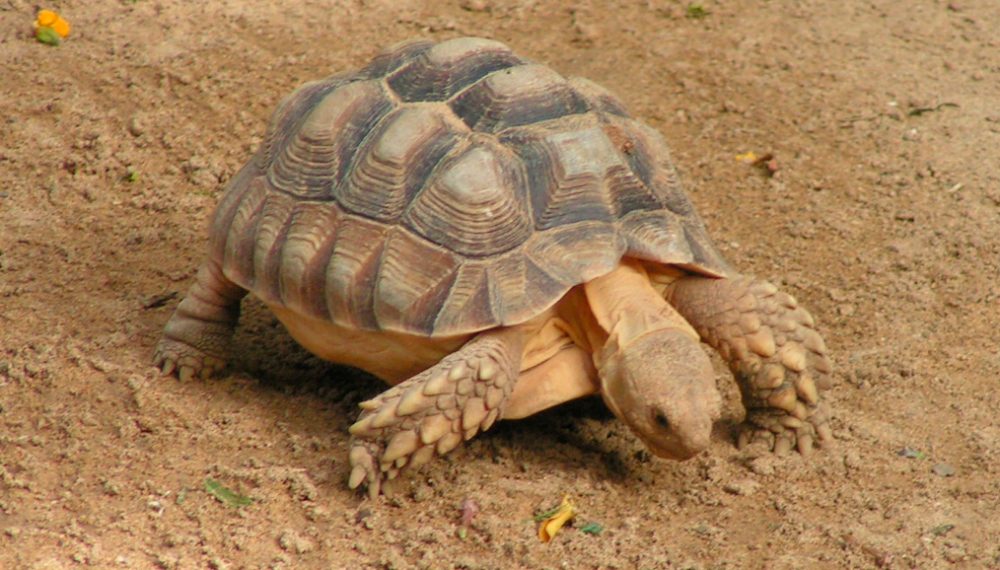 Reproducción de la tortuga sulcata