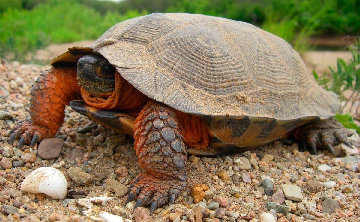 Fecha roja reptiles Preescolar Sustrato para tortugas de tierra :: Imágenes y fotos