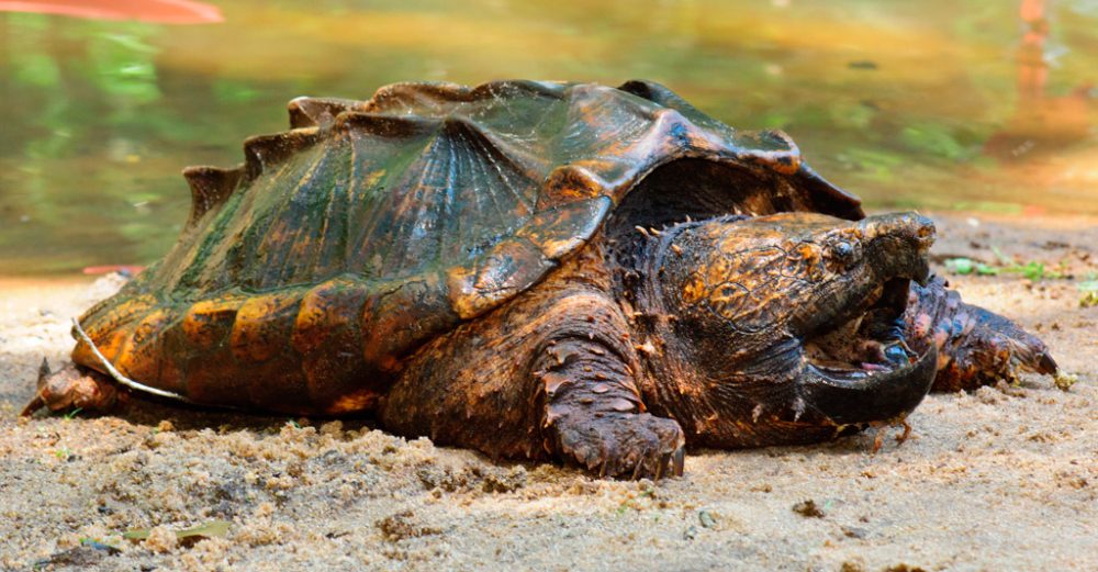 Resultado de imagen para tortuga caiman