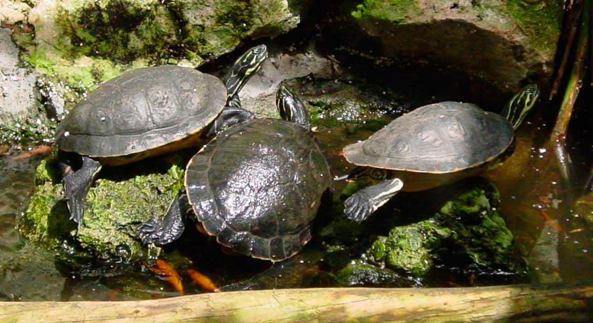 Vivienda para tortugas de agua