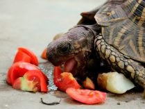 Alimentos para tortugas mascotas