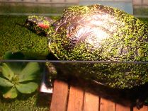 Ambiente de la tortuga pintada