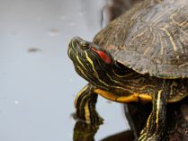 Ambiente natural de la tortuga de orejas rojas