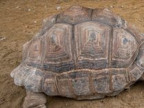 Anatomía de la tortuga gigante de Aldabra