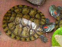 Características de la tortuga de orejas rojas