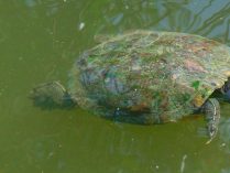 Características físicas de la tortuga de orejas rojas