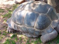 Comportamiento de la tortuga gigante de Aldabra