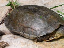 Conservación y amenazas de la tortuga leprosa