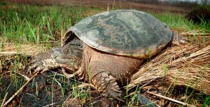 Cuidados de las tortugas de tierra