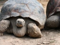 Curiosidades sobre las tortugas gigantes de las Galápagos
