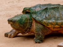 Descripción de la tortuga caimán