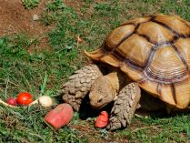 Dieta de la tortuga sulcata