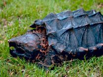 Distribución y hábitat de la tortuga caimán