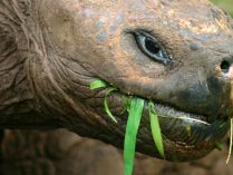 Escamas de la tortuga gigante de las Galápagos