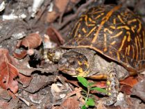 Esperanza de vida de la tortuga de Florida