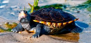 Guía básica de las tortugas de agua