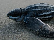 Hechos y curiosidades sobre la tortuga baula