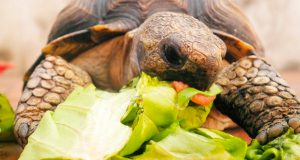 ¿Qué comen las tortugas?