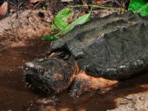Reproducción de la tortuga caimán