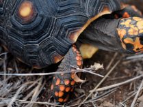 Reproducción de la tortuga carbonaria