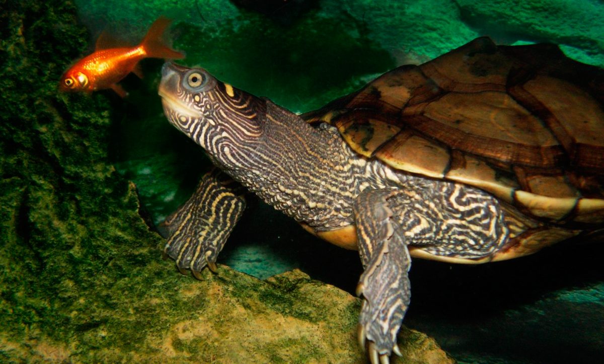 Alimentación de las tortugas de agua
