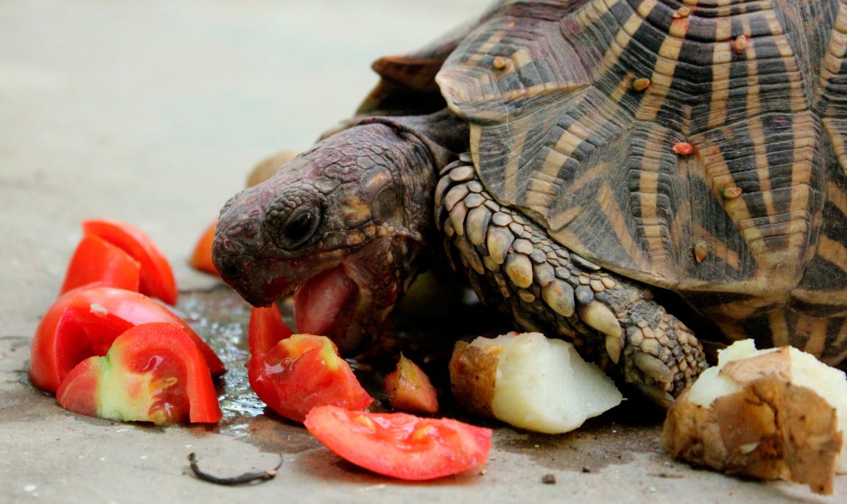 Alimentos para tortugas mascotas