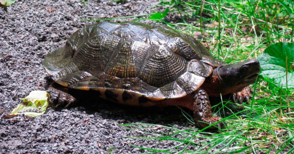 Ciclo de vida de la tortuga del bosque
