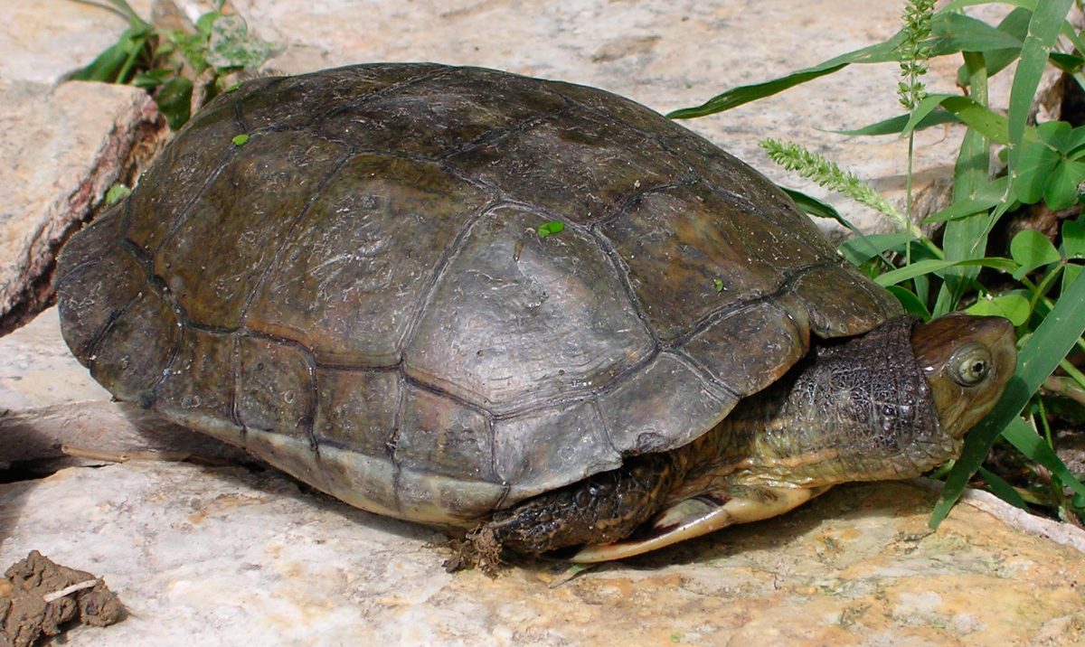 Conservación y amenazas de la tortuga leprosa