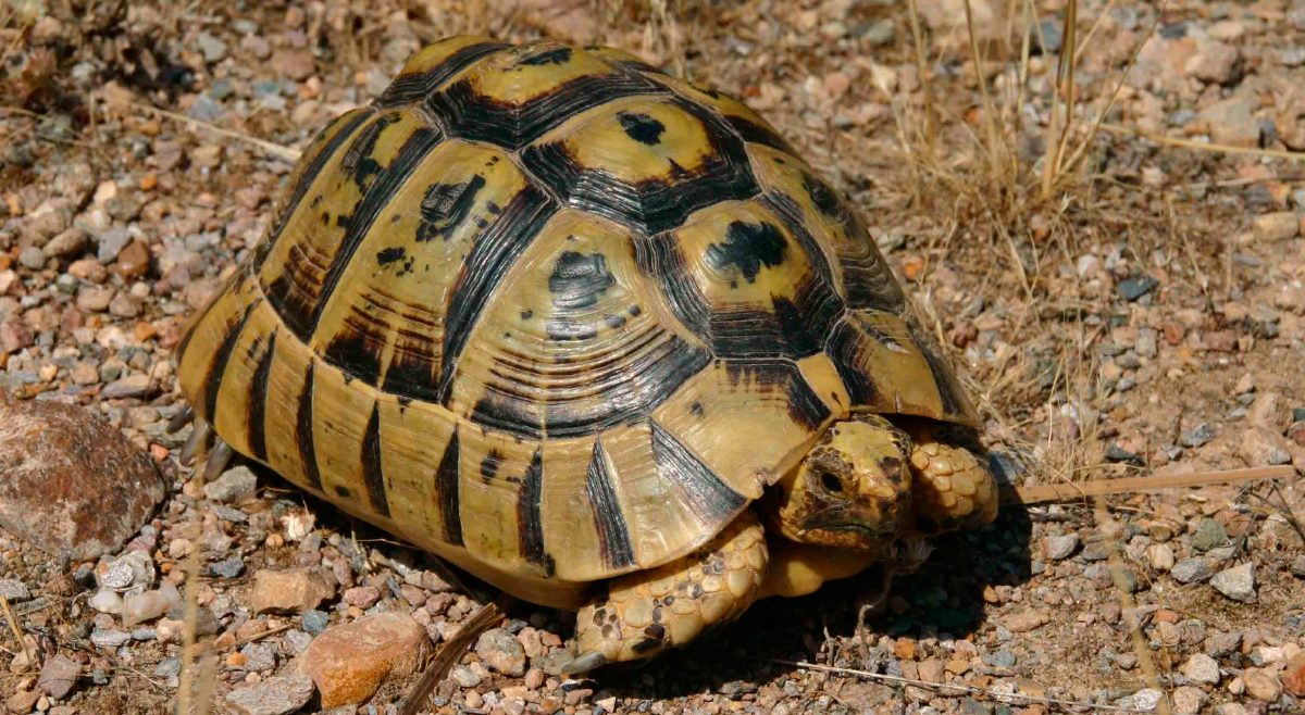 Descripción de la tortuga mora