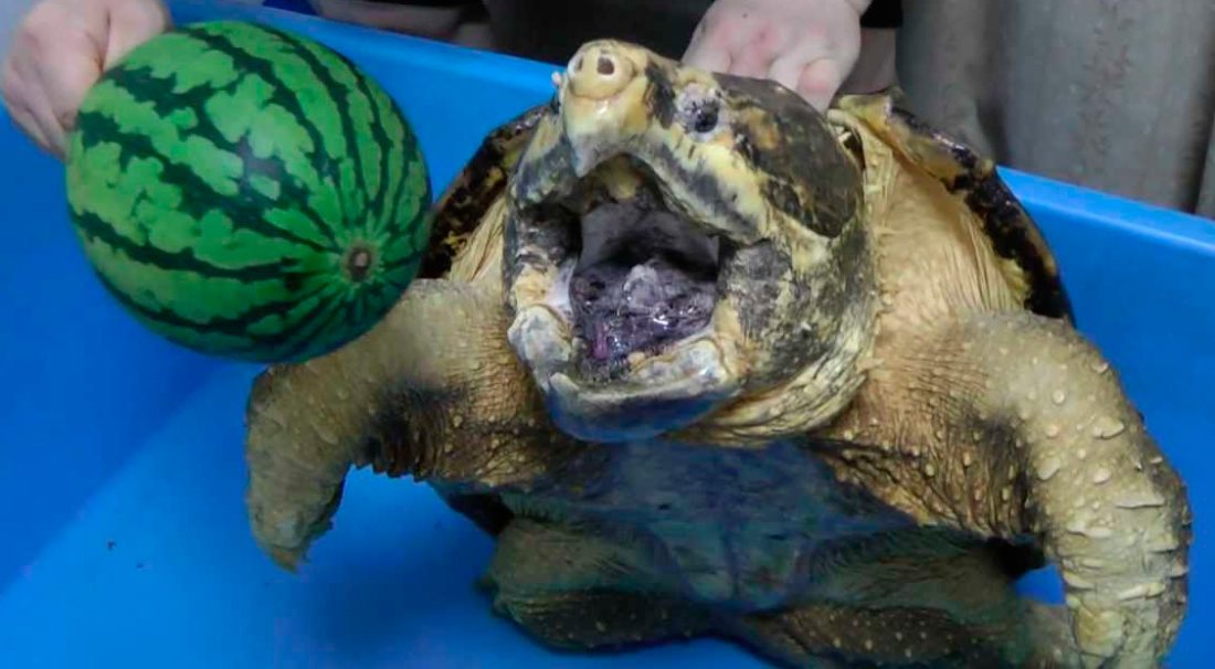 ¿Qué comen las tortugas de agua?